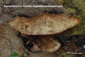 Aurantiporus-fissilis-Appelboomkaaszwam-MH20101028_028249-6-Ap