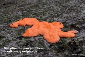 Dictydiaethalium-plumbeum-Loodkleurig-netplaatje-MH20101028_02824