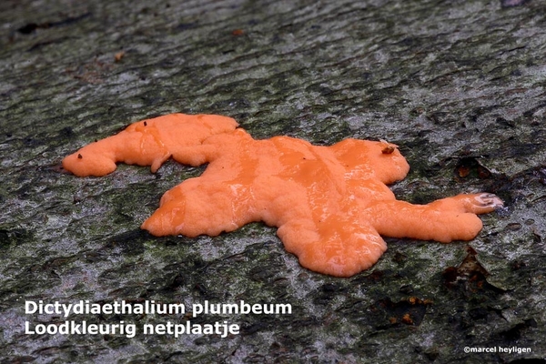 Dictydiaethalium-plumbeum-Loodkleurig-netplaatje-MH20101028_02824