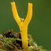 Calocera-viscosa-Kleverig_koraalzwammetje_MH20100902_026146-6He