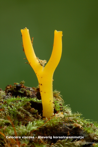 Calocera-viscosa-Kleverig_koraalzwammetje_MH20100902_026146-6He