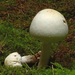 Agaricus-macrocarpus_Forse-anijschampignon_MH20100902_026174-6Ag