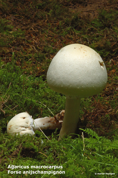 Agaricus-macrocarpus_Forse-anijschampignon_MH20100902_026174-6Ag