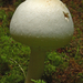 Agaricus-macrocarpus_Forse-anijschampignon-_MH20100902_026178-6Ag