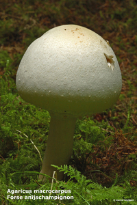 Agaricus-macrocarpus_Forse-anijschampignon-_MH20100902_026178-6Ag