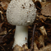 Amanita-excelsa_Grauwe-amaniet_MH20100902_026150-6Ag