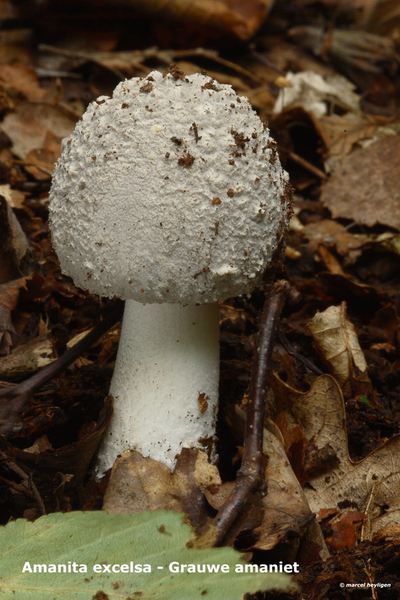 Amanita-excelsa_Grauwe-amaniet_MH20100902_026150-6Ag