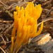 Calocera-viscosa_Kleverig-koraalzwammetje_MH20100902_026163-6He