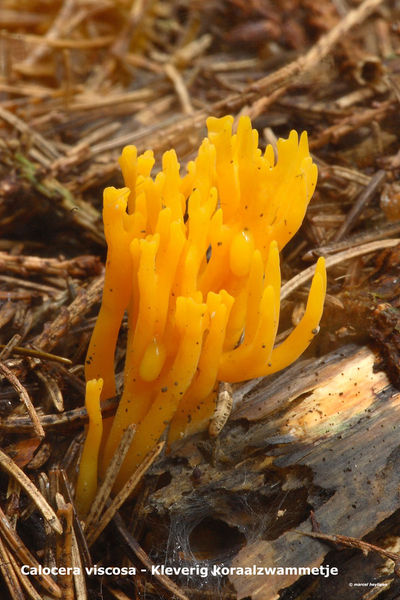 Calocera-viscosa_Kleverig-koraalzwammetje_MH20100902_026163-6He