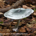 Clitocybe-odora-var-odora_Groene-anijstrechterzwam_MH20100902_026