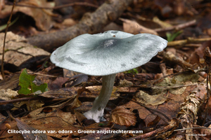 Clitocybe-odora-var-odora_Groene-anijstrechterzwam_MH20100902_026