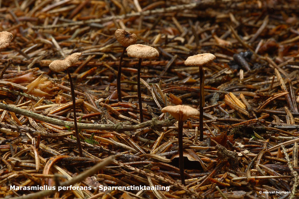 Marasmiellus-perforans_Sparrenstinktaailing_MH20100902_026169-6Ag