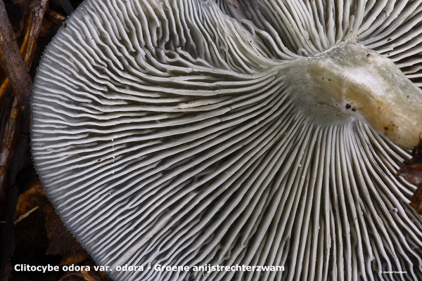 Clitocybe-odora-var-odora_Groene-anijstrechterzwam_MH20100902_026