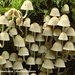 Coprinus-disseminatus_Zwerminktzwam_MH20100902_026108-6Ag