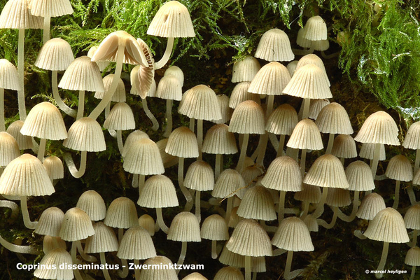 Coprinus-disseminatus_Zwerminktzwam_MH20100902_026108-6Ag