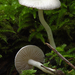 Inocybe-geophylla-var-geophylla_Witte-satijnvezelkop_MH20100902_0