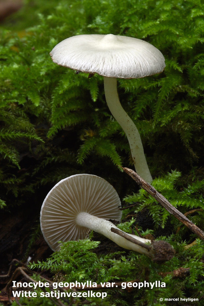 Inocybe-geophylla-var-geophylla_Witte-satijnvezelkop_MH20100902_0