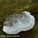 Oligoporus-caesius_Blauwe-kaaszwam_MH20100902_026128-6Ap