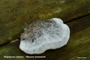 Oligoporus-caesius_Blauwe-kaaszwam_MH20100902_026128-6Ap