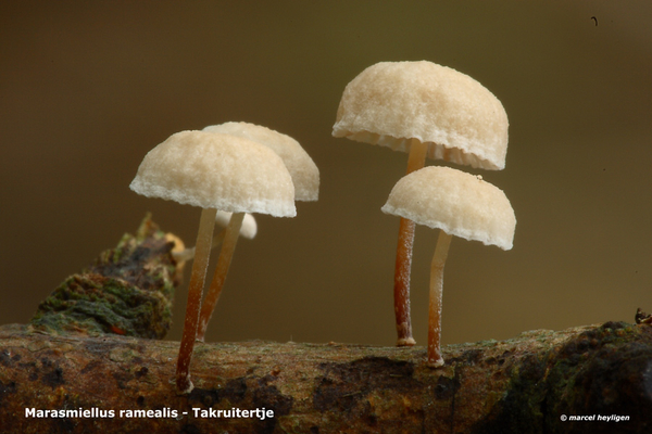 Marasmiellus ramealis
