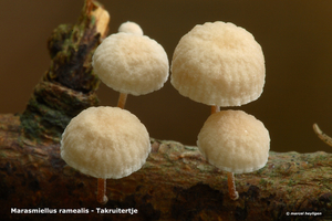 Marasmiellus-ramealis_Takruitertje_MH20100902_026117-6Ag
