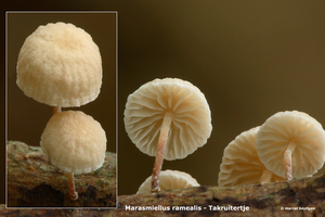 Marasmiellus-ramealis_Takruitertje_MH20100902_026119-6Ag