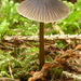 Mycena-abramsii_Voorjaarsmycena_MH20100902_026137-6Ag
