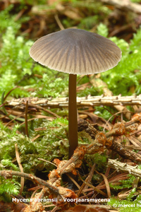 Mycena-abramsii_Voorjaarsmycena_MH20100902_026137-6Ag
