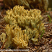 Ramaria-abietina_Groenwordende-koraalzwam_MH20100903_026191-06Ap