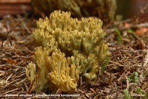 Ramaria-abietina_Groenwordende-koraalzwam_MH20100903_026191-06Ap