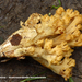 Ramaria-abietina_Groenwordende-koraalzwam_MH20100902_026061-6Ap