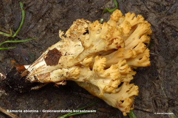 Ramaria-abietina_Groenwordende-koraalzwam_MH20100902_026061-6Ap