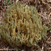 Ramaria-abietina_Groenwordende-koraalzwam_MH20100902_026115-06Ag
