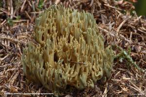 Ramaria-abietina_Groenwordende-koraalzwam_MH20100902_026115-06Ag