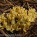 Ramaria-abietina_Groenwordende-koraalzwam_MH20100902_026166-6Ag