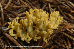 Ramaria-abietina_Groenwordende-koraalzwam_MH20100902_026166-6Ag