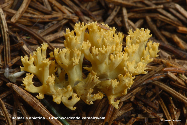 Ramaria-abietina_Groenwordende-koraalzwam_MH20100902_026166-6Ag