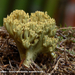 Ramaria-abietina_Groenwordende-koraalzwam_MH20100903_026184-6Ap