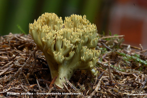 Ramaria-abietina_Groenwordende-koraalzwam_MH20100903_026184-6Ap