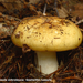 Russula-ochroleuca--Geelwitte-russula_MH20100902_026134-6Ag