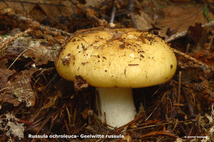 Russula-ochroleuca--Geelwitte-russula_MH20100902_026134-6Ag