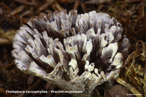 Thelephora-caryophyllea_Prachtfranjezwam_MH20100903_026209-6Ap