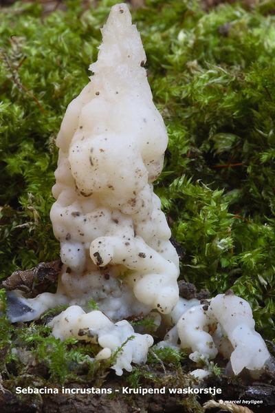 Sebacina-incrustans_Kruipend-waskorstje_-MH20100903_026219-6As