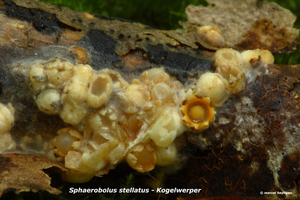 Sphaerobolus-stellatus_Kogelwerper_MH20100902_026093-6Ga