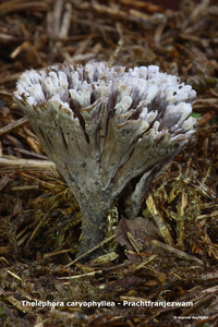 Thelephora-caryophyllea_Prachtfranjezwam_MH20100903_026206-6Ap