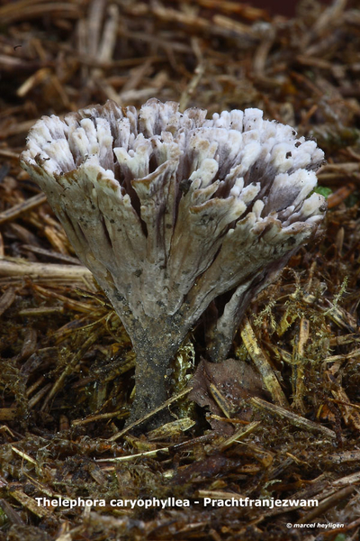 Thelephora-caryophyllea_Prachtfranjezwam_MH20100903_026206-6Ap