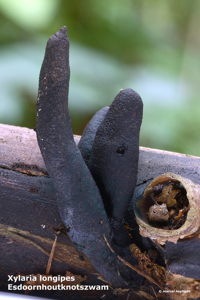 Xylaria-longipes_Esdoornhoutknotszwam_MH20100902_026142-6As