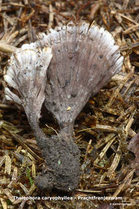 Thelephora-caryophyllea_Prachtfranjezwam_MH20100903_026212-6Ap