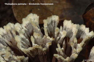 Thelephora-palmata_Stinkende-franjezwam_MH20100902_026104-6Ap