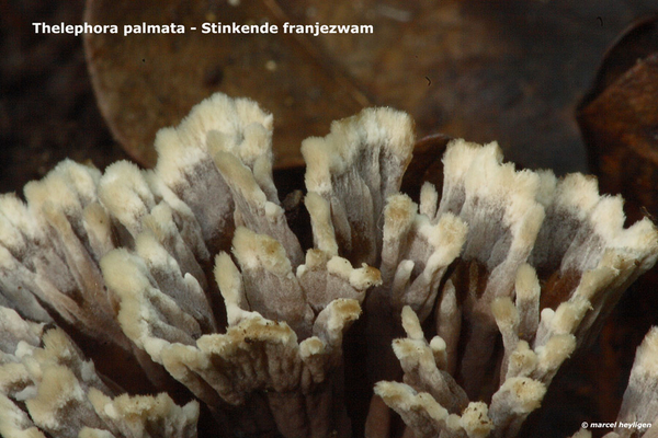 Thelephora-palmata_Stinkende-franjezwam_MH20100902_026104-6Ap